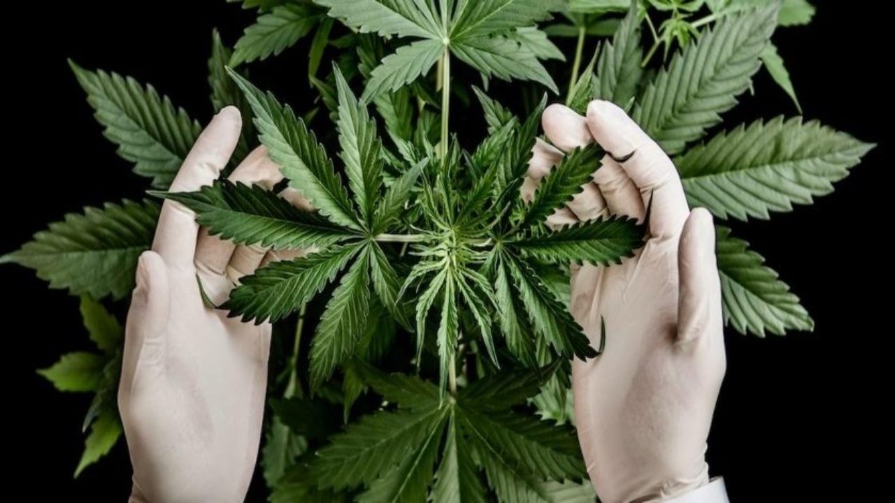 Nueva York dará casi 1.500 licencias para negocios de marihuana