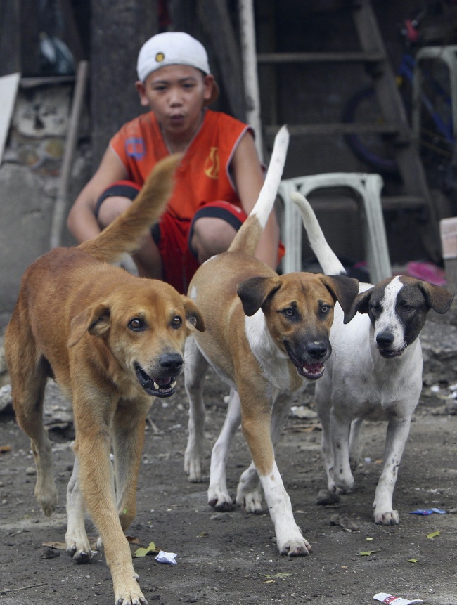 El consumo de perro: una práctica vigente en algunos países asiáticos como China y Vietnam