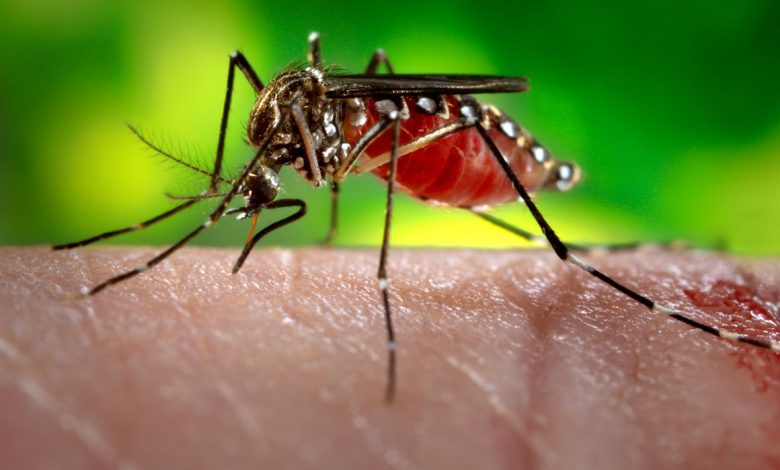 Perú declarará 20 regiones en emergencia por casos de dengue