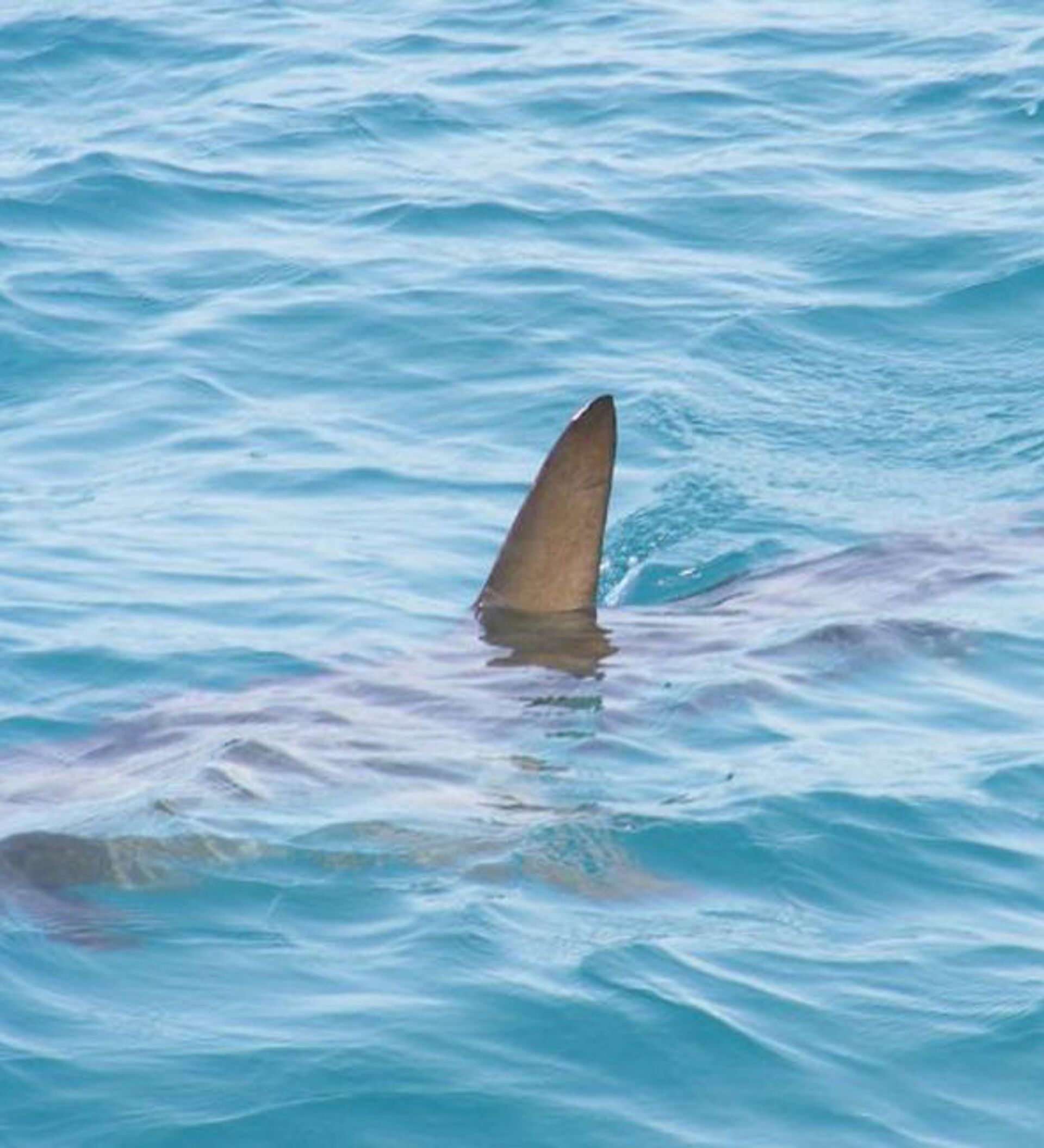 Florida registró el mayor número de ataques espontáneos de tiburones en Estados Unidos durante el 2023