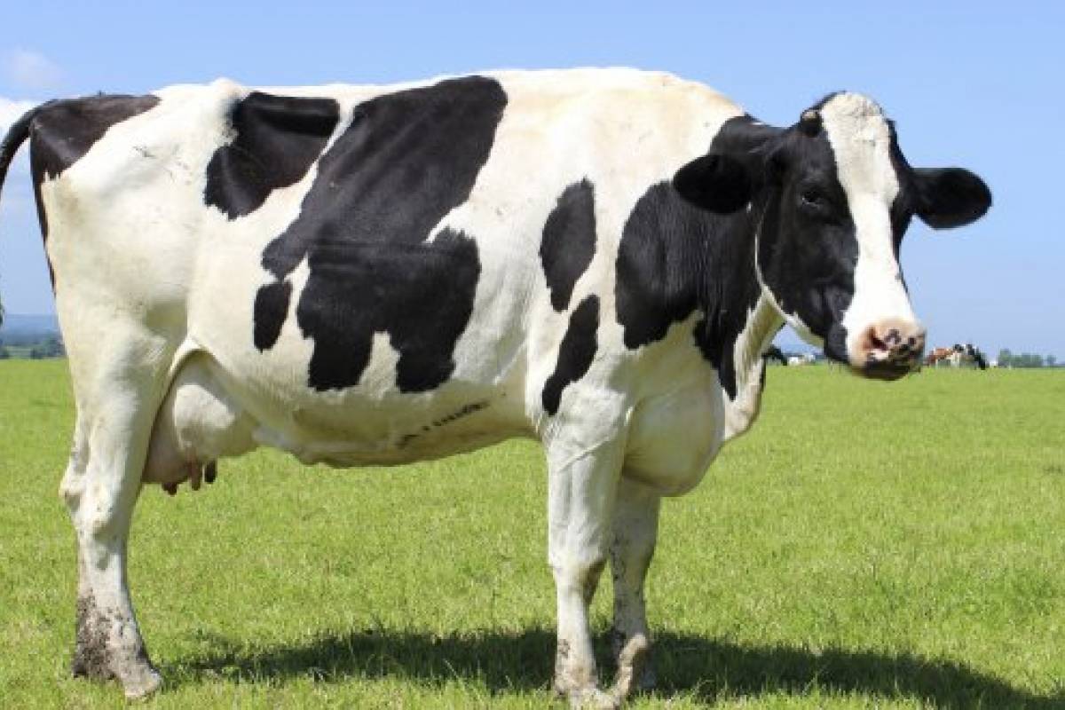 EEUU detecta su primer caso humano de gripe aviar transmitido por una vaca lechera