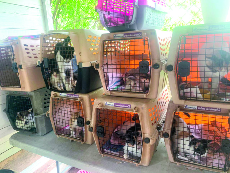 Sólo 2 universidades en Santiago imparten carrera de veterinaria