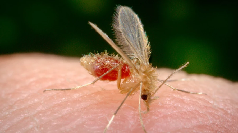 El jején y el mosquito culex transmiten el virus Oropouche que ya circula en las Américas