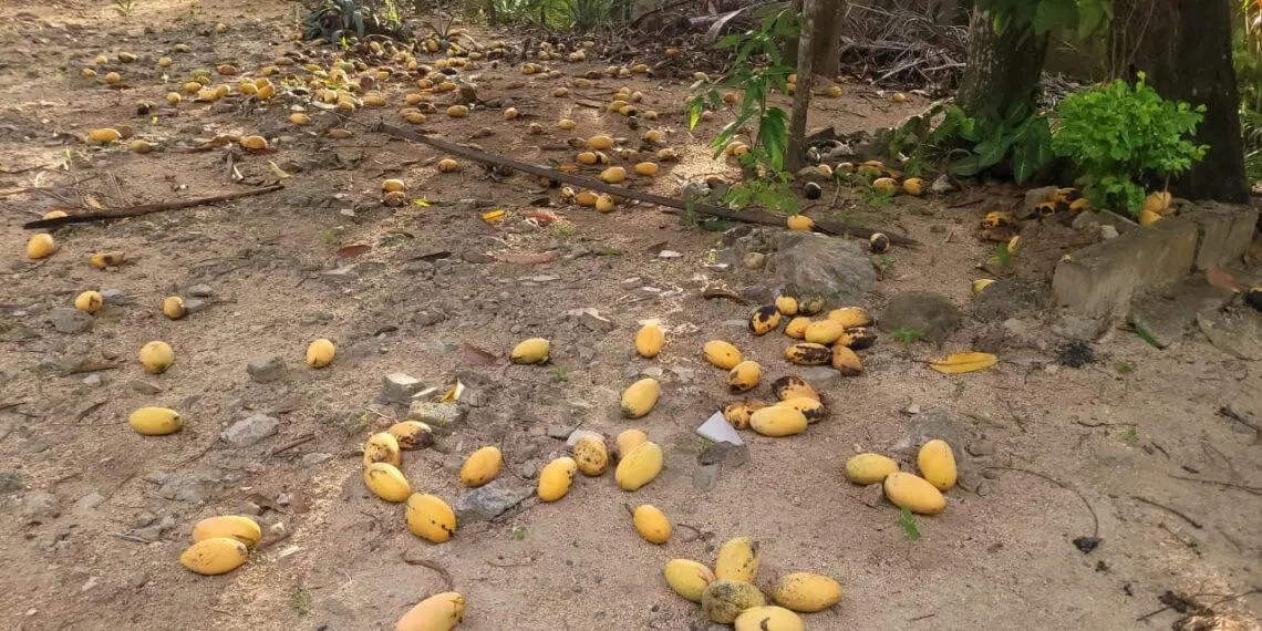 mangos