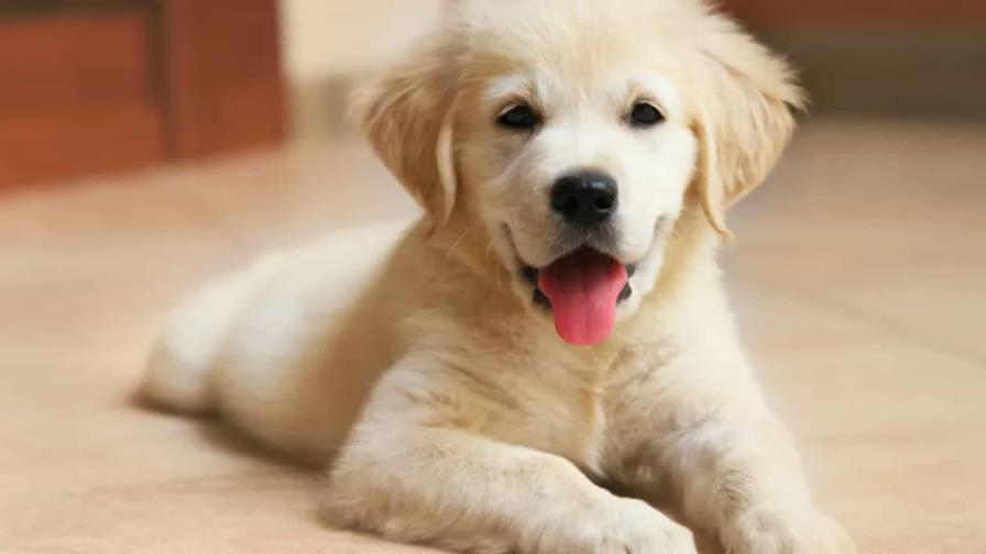 perro-7d1c5359-focus-0-0-896-504