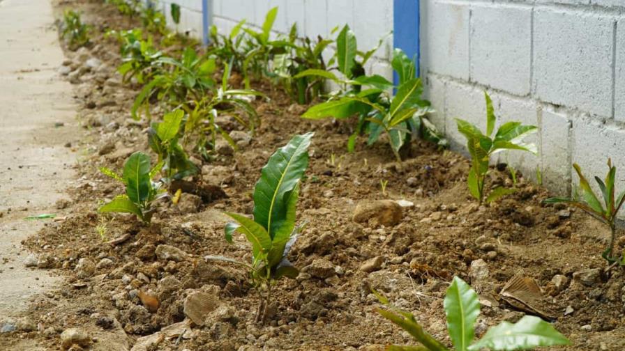 plantas-fard-536b73b9-focus-0-0-896-504