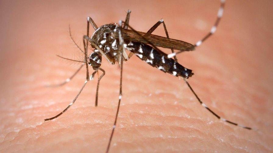 Detectan un brote de fiebre chikunguña en el sureste de China, con casi 500 casos