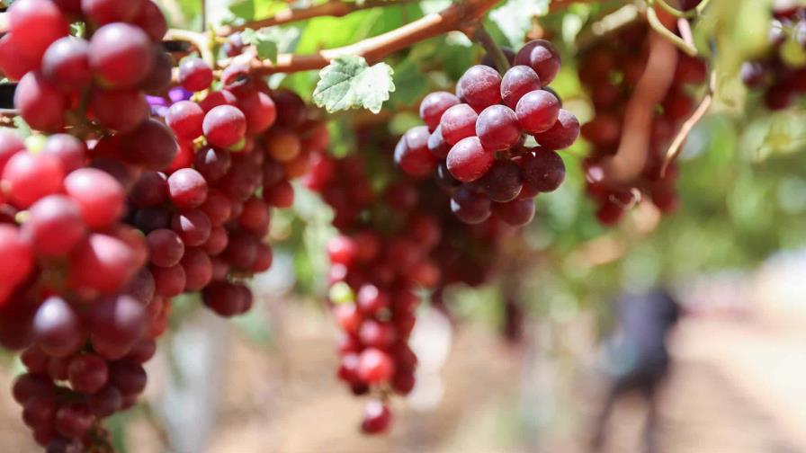 montecristi-uvas-de-mesa-2f412ec5-focus-0-0-896-504