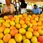Más de 300 tipos de mangos criollos son presentados en la feria Baní