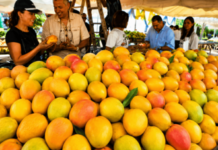 Más de 300 tipos de mangos criollos son presentados en la feria Baní