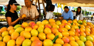 Más de 300 tipos de mangos criollos son presentados en la feria Baní